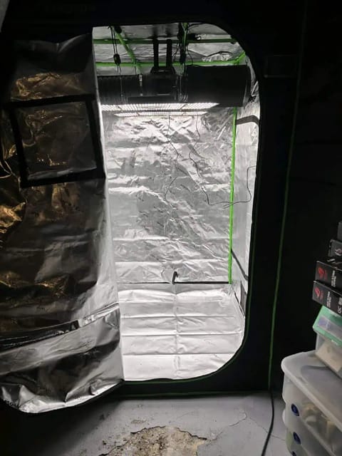 First grow - LCG(seed), GG#4(seed [possibly gorilla cookies]), Jack Hearer(clone) — grow_setup, day 1