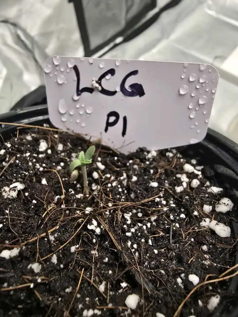 First grow - LCG(seed), GG#4(seed [possibly gorilla cookies]), Jack Hearer(clone) — seedling_rooting, day 9
