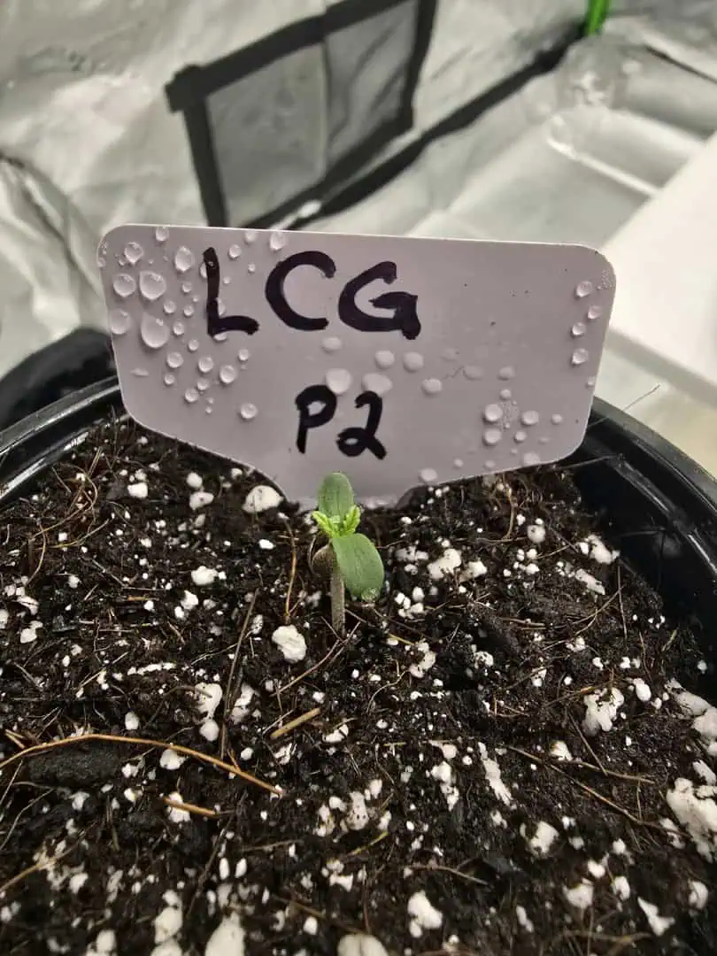 First grow - LCG(seed), GG#4(seed [possibly gorilla cookies]), Jack Hearer(clone) — seedling_rooting, day 9