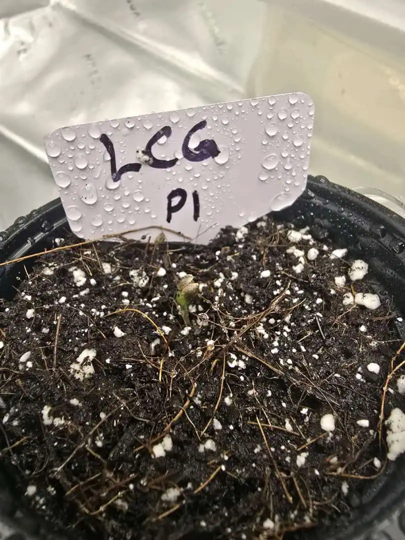 First grow - LCG(seed), GG#4(seed [possibly gorilla cookies]), Jack Hearer(clone) — seedling_rooting, day 9
