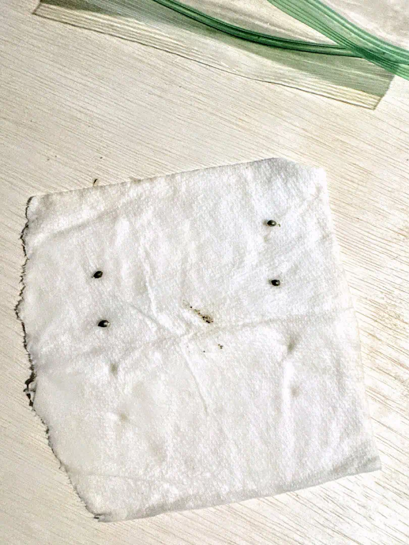 First grow - LCG(seed), GG#4(seed [possibly gorilla cookies]), Jack Hearer(clone) — germination, day 6