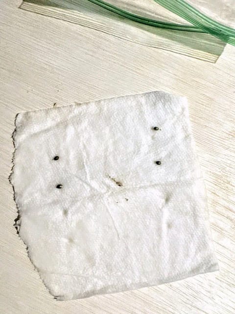 First grow - LCG(seed), GG#4(seed [possibly gorilla cookies]), Jack Hearer(clone) — germination, day 6