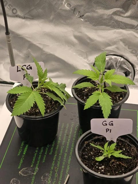 First grow - LCG(seed), GG#4(seed [possibly gorilla cookies]), Jack Hearer(clone) — vegetative, day 24