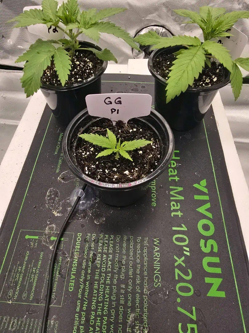 First grow - LCG(seed), GG#4(seed [possibly gorilla cookies]), Jack Hearer(clone) — vegetative, day 30