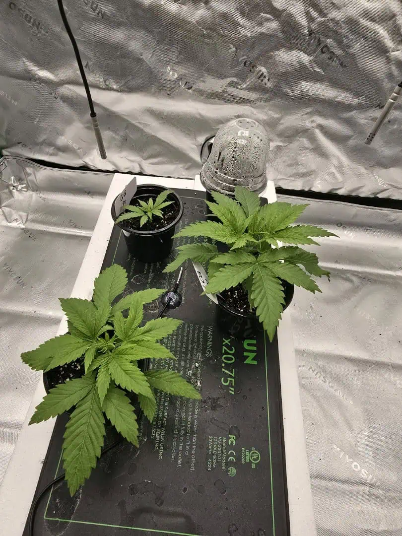First grow - LCG(seed), GG#4(seed [possibly gorilla cookies]), Jack Hearer(clone) — vegetative, day 33