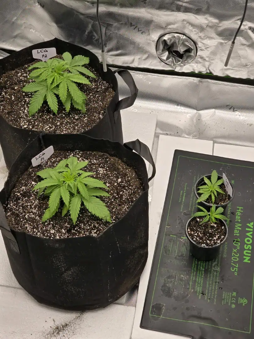 First grow - LCG(seed), GG#4(seed [possibly gorilla cookies]), Jack Hearer(clone) — vegetative, day 34