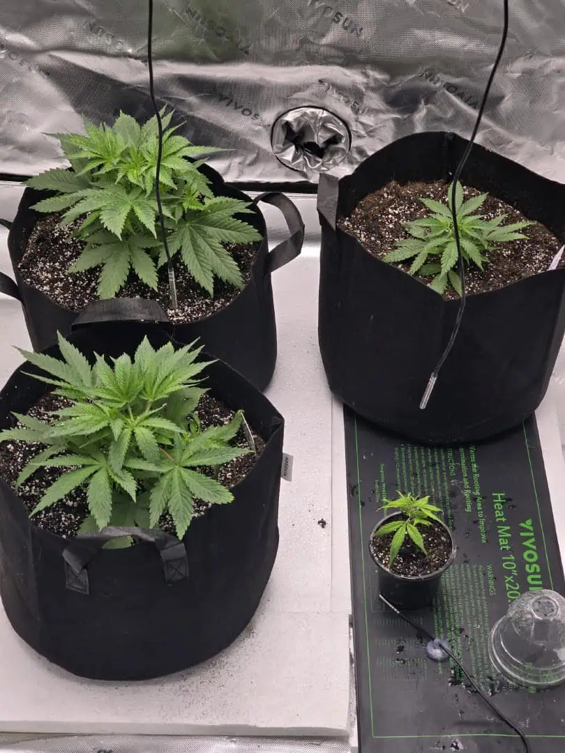 First grow - LCG(seed), GG#4(seed [possibly gorilla cookies]), Jack Hearer(clone) — vegetative, day 41