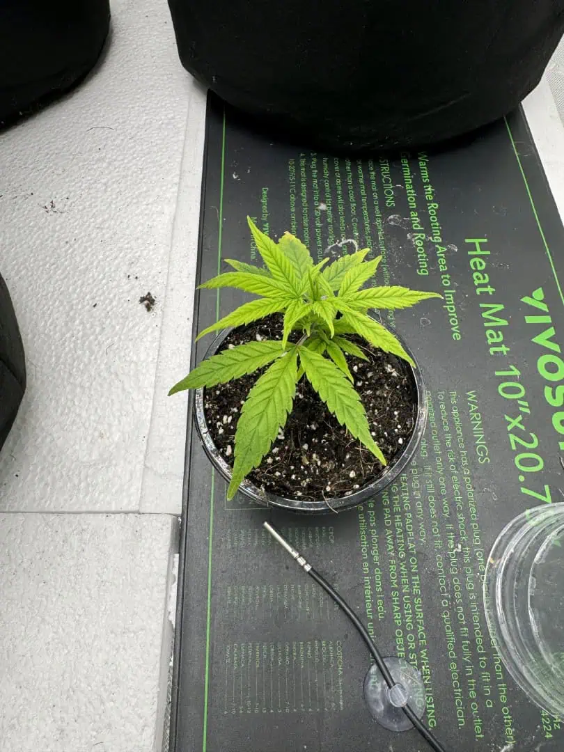 First grow - LCG(seed), GG#4(seed [possibly gorilla cookies]), Jack Hearer(clone) — vegetative, day 43