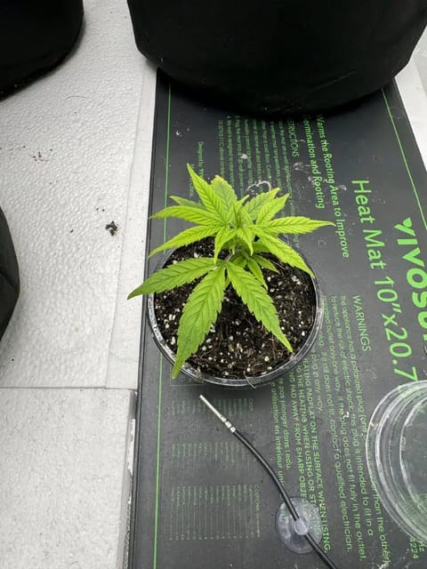 First grow - LCG(seed), GG#4(seed [possibly gorilla cookies]), Jack Hearer(clone) — vegetative, day 43