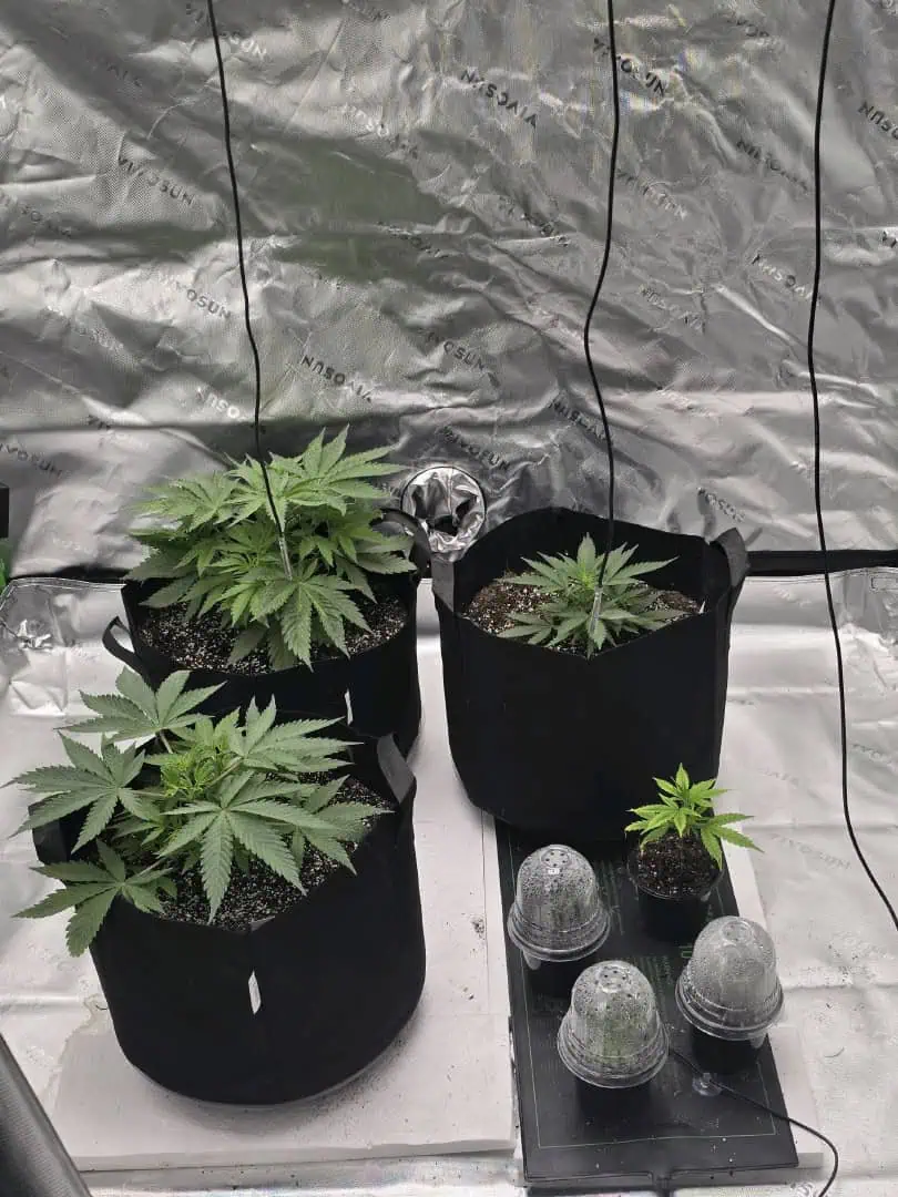 First grow - LCG(seed), GG#4(seed [possibly gorilla cookies]), Jack Hearer(clone) — vegetative, day 45