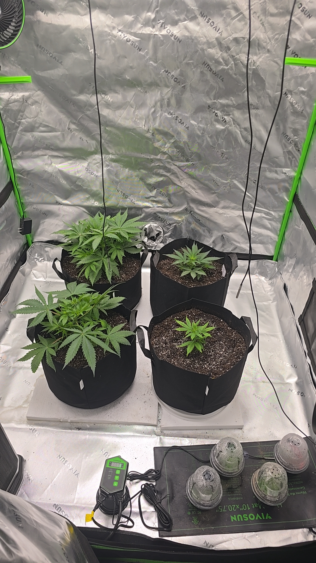 First grow - LCG(seed), GG#4(seed [possibly gorilla cookies]), Jack Hearer(clone) — vegetative, day 47