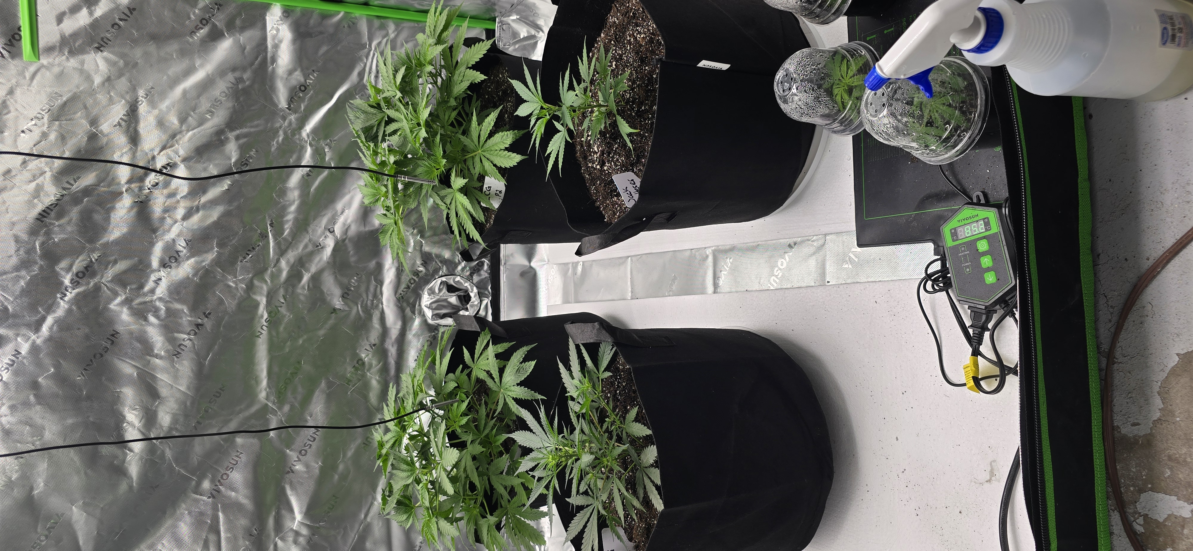 First grow - LCG(seed), GG#4(seed [possibly gorilla cookies]), Jack Hearer(clone) — vegetative, day 51