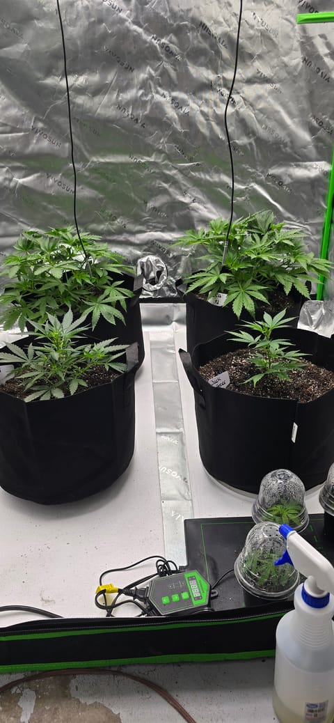 First grow - LCG(seed), GG#4(seed [possibly gorilla cookies]), Jack Hearer(clone) — vegetative, day 51