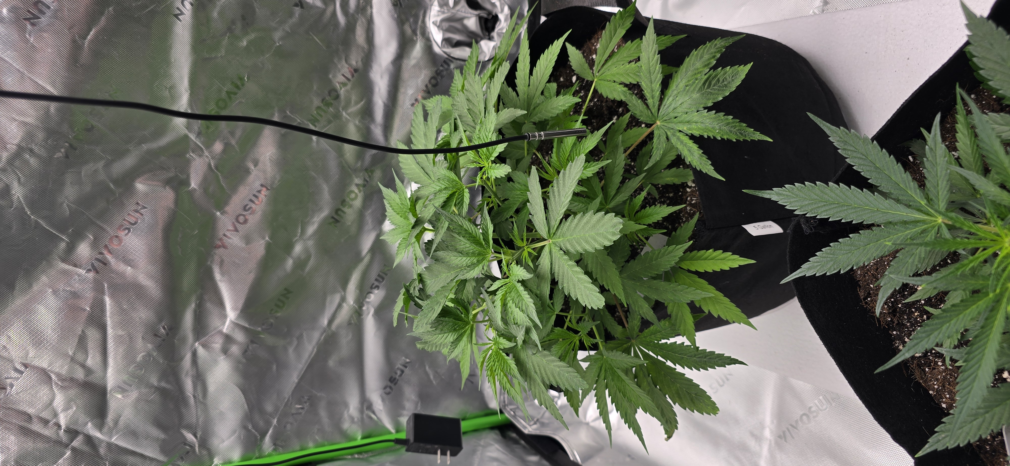 First grow - LCG(seed), GG#4(seed [possibly gorilla cookies]), Jack Hearer(clone) — vegetative, day 51