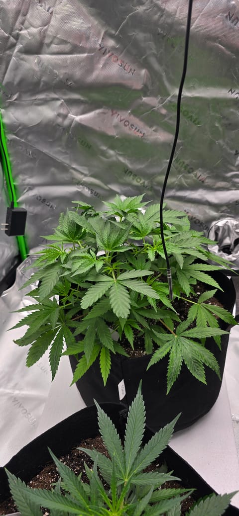 First grow - LCG(seed), GG#4(seed [possibly gorilla cookies]), Jack Hearer(clone) — vegetative, day 51
