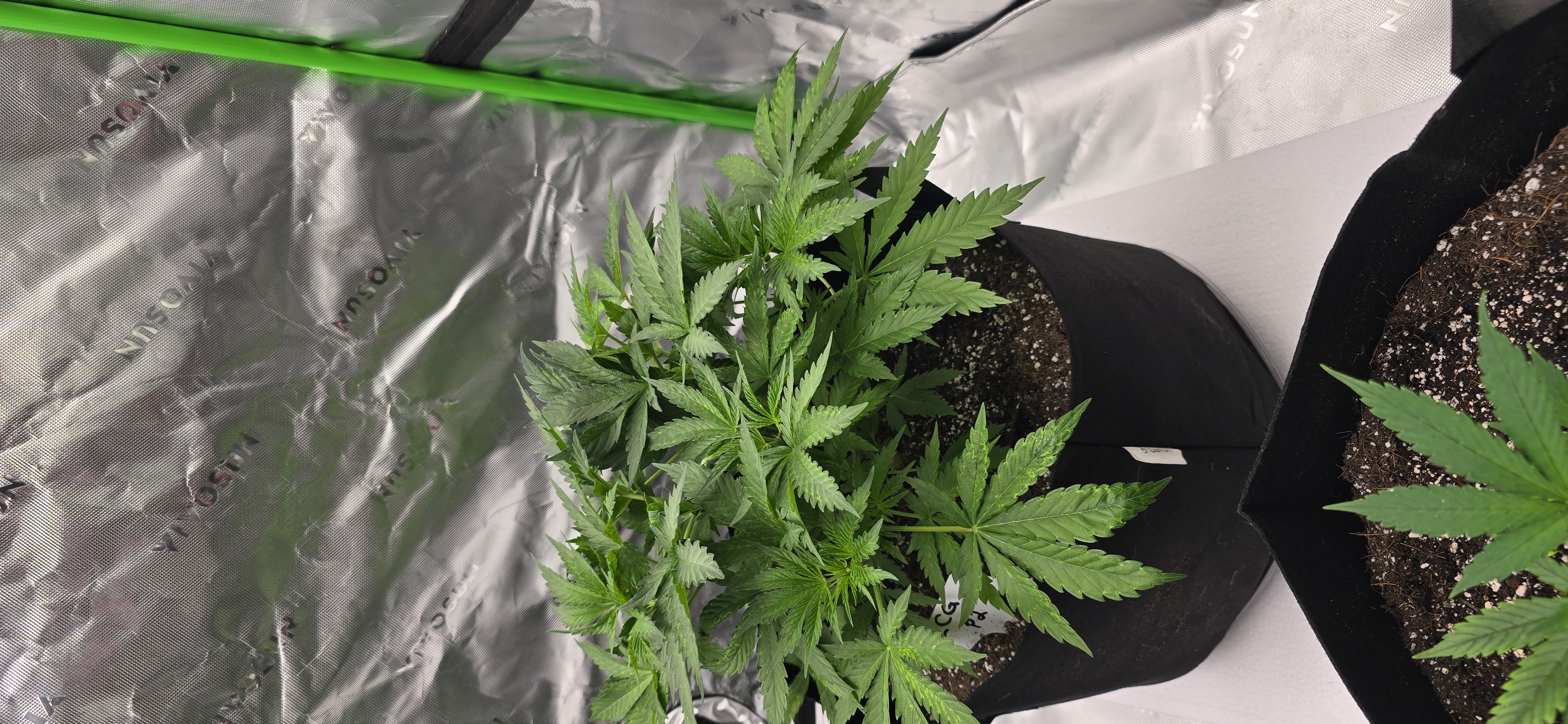 First grow - LCG(seed), GG#4(seed [possibly gorilla cookies]), Jack Hearer(clone) — vegetative, day 51
