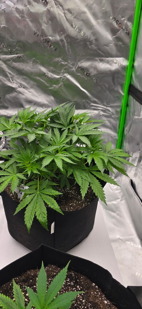 First grow - LCG(seed), GG#4(seed [possibly gorilla cookies]), Jack Hearer(clone) — vegetative, day 51