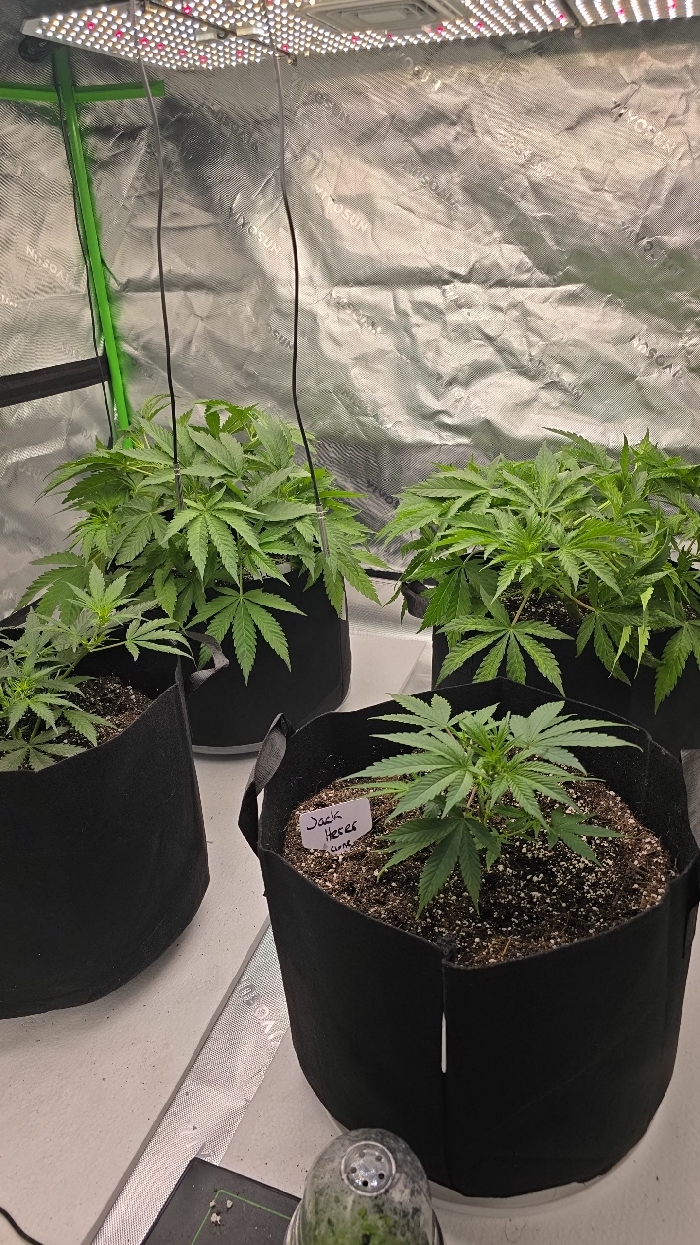 First grow - LCG(seed), GG#4(seed [possibly gorilla cookies]), Jack Hearer(clone) — vegetative, day 54