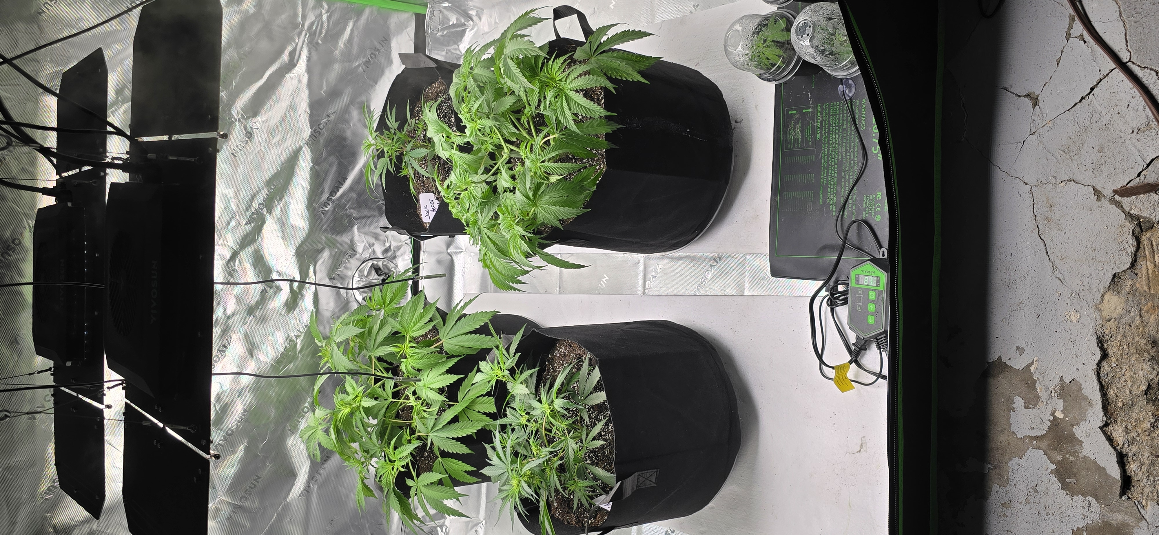 First grow - LCG(seed), GG#4(seed [possibly gorilla cookies]), Jack Hearer(clone) — vegetative, day 55