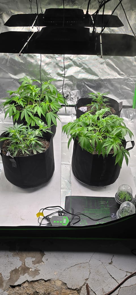 First grow - LCG(seed), GG#4(seed [possibly gorilla cookies]), Jack Hearer(clone) — vegetative, day 55