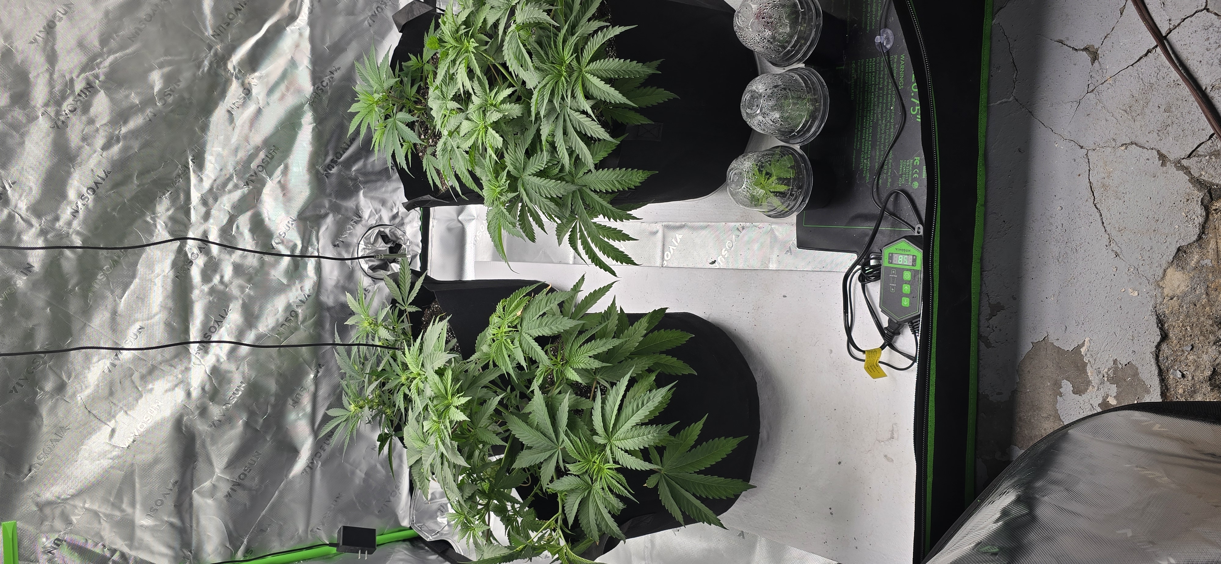 First grow - LCG(seed), GG#4(seed [possibly gorilla cookies]), Jack Hearer(clone) — vegetative, day 57