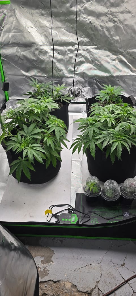 First grow - LCG(seed), GG#4(seed [possibly gorilla cookies]), Jack Hearer(clone) — vegetative, day 57