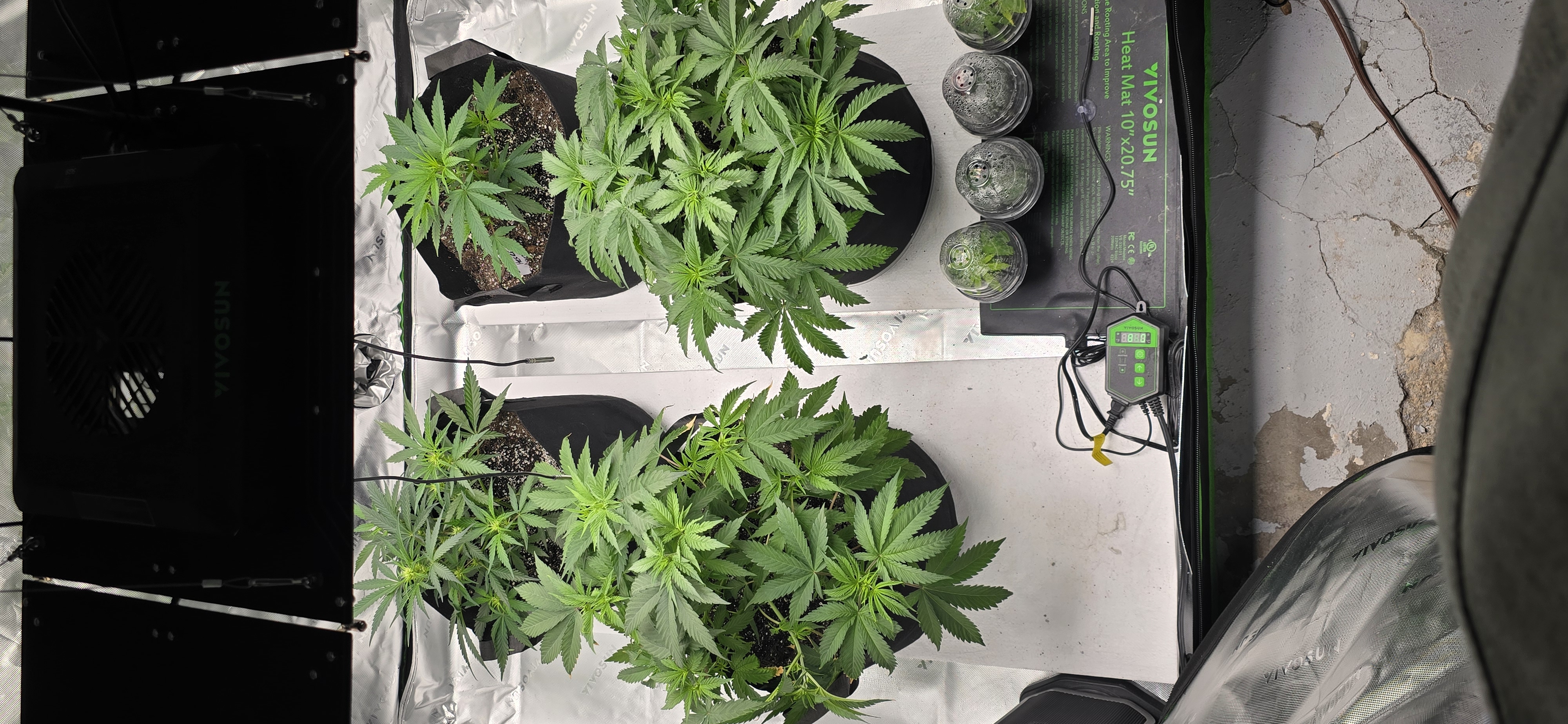 First grow - LCG(seed), GG#4(seed [possibly gorilla cookies]), Jack Hearer(clone) — vegetative, day 57