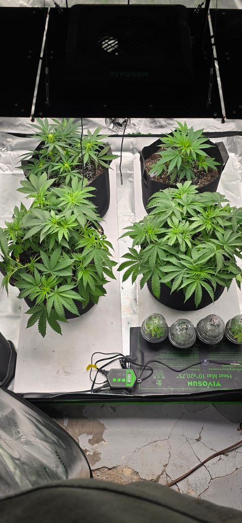 First grow - LCG(seed), GG#4(seed [possibly gorilla cookies]), Jack Hearer(clone) — vegetative, day 57