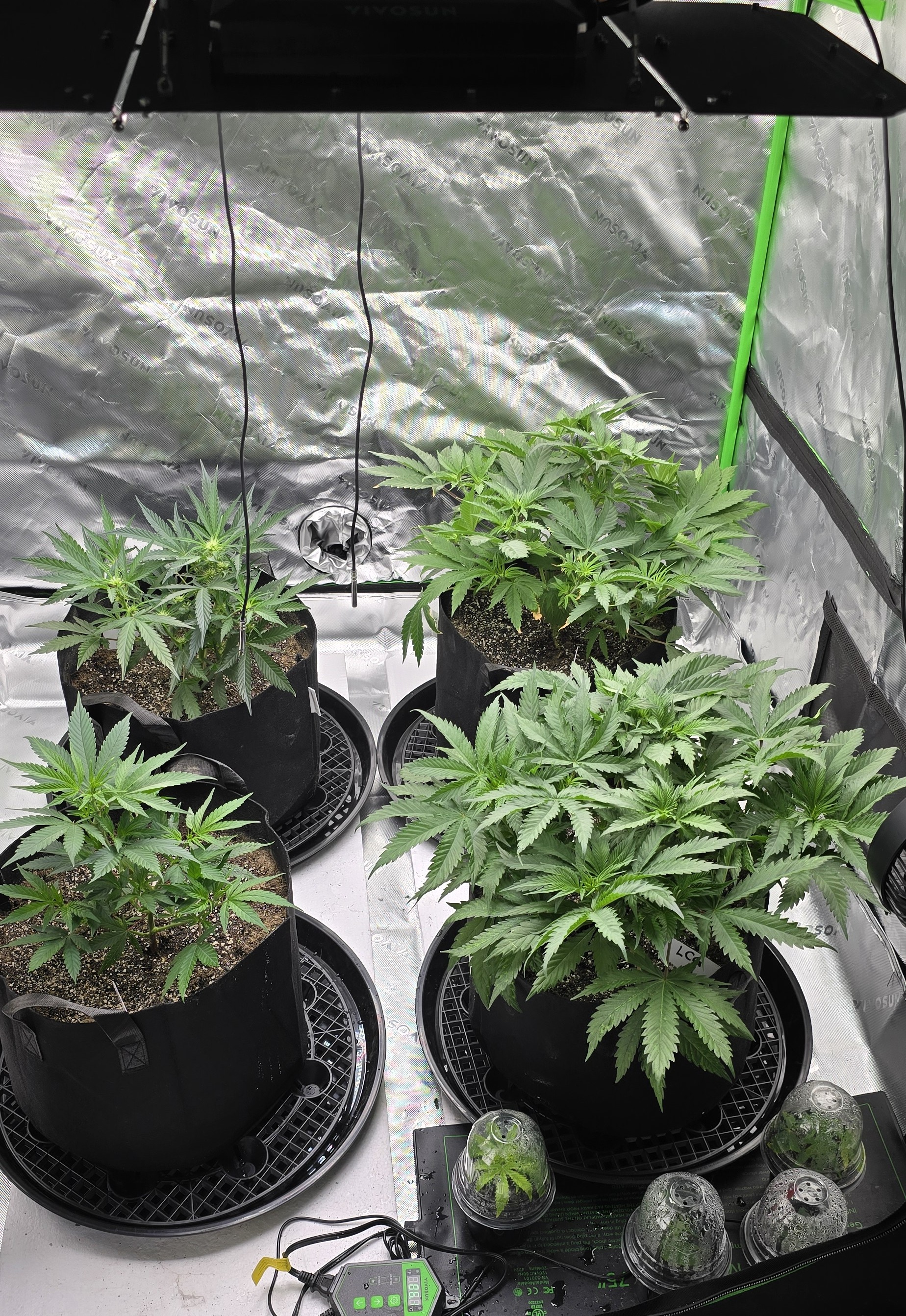 First grow - LCG(seed), GG#4(seed [possibly gorilla cookies]), Jack Hearer(clone) — vegetative, day 59