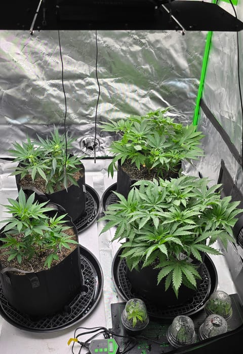 First grow - LCG(seed), GG#4(seed [possibly gorilla cookies]), Jack Hearer(clone) — vegetative, day 59