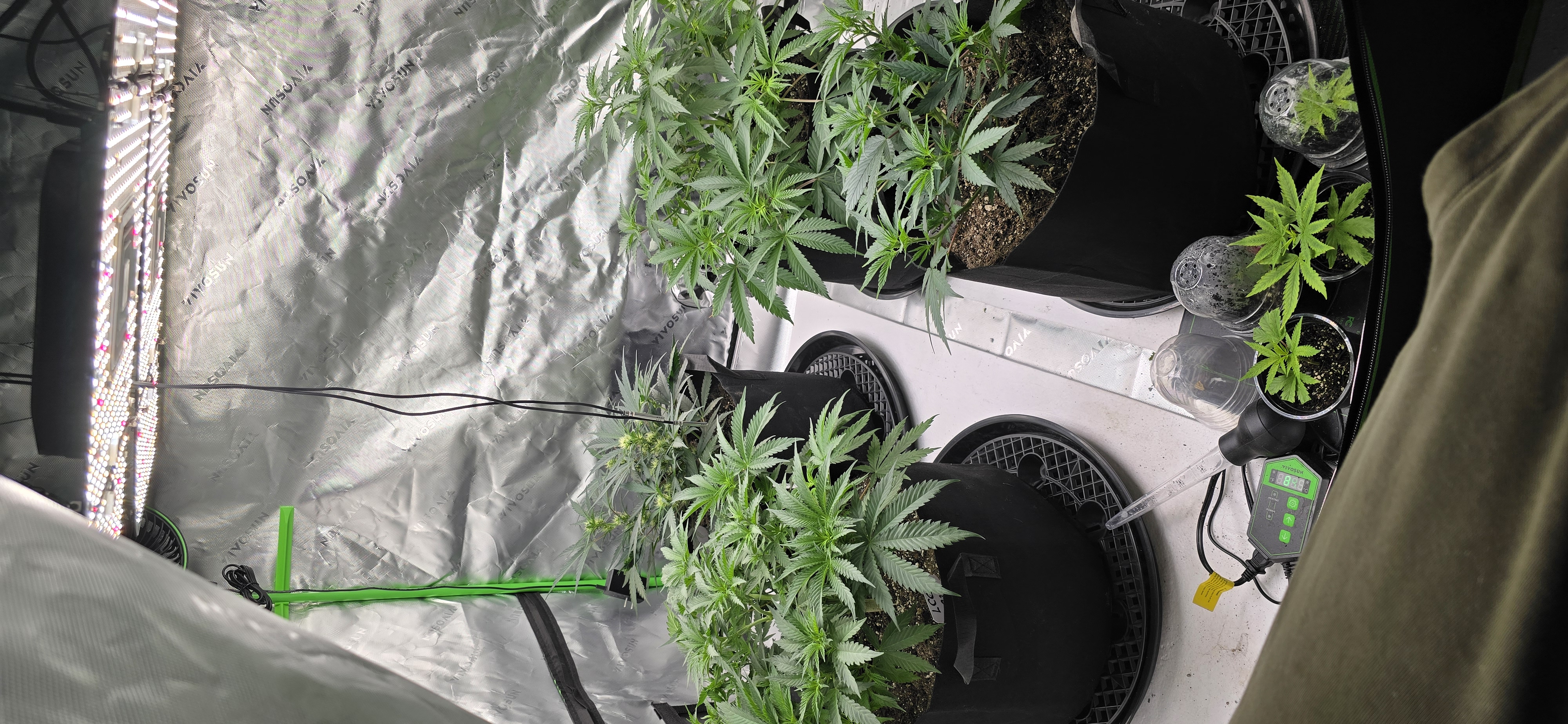 First grow - LCG(seed), GG#4(seed [possibly gorilla cookies]), Jack Hearer(clone) — vegetative, day 62