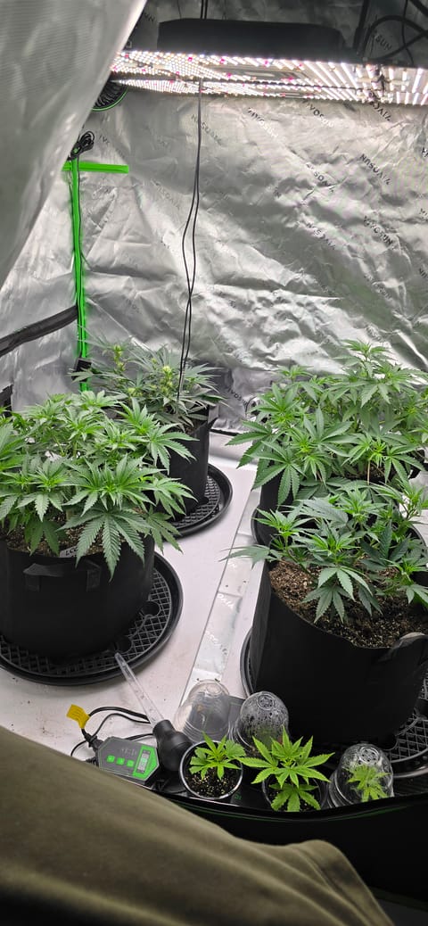 First grow - LCG(seed), GG#4(seed [possibly gorilla cookies]), Jack Hearer(clone) — vegetative, day 62