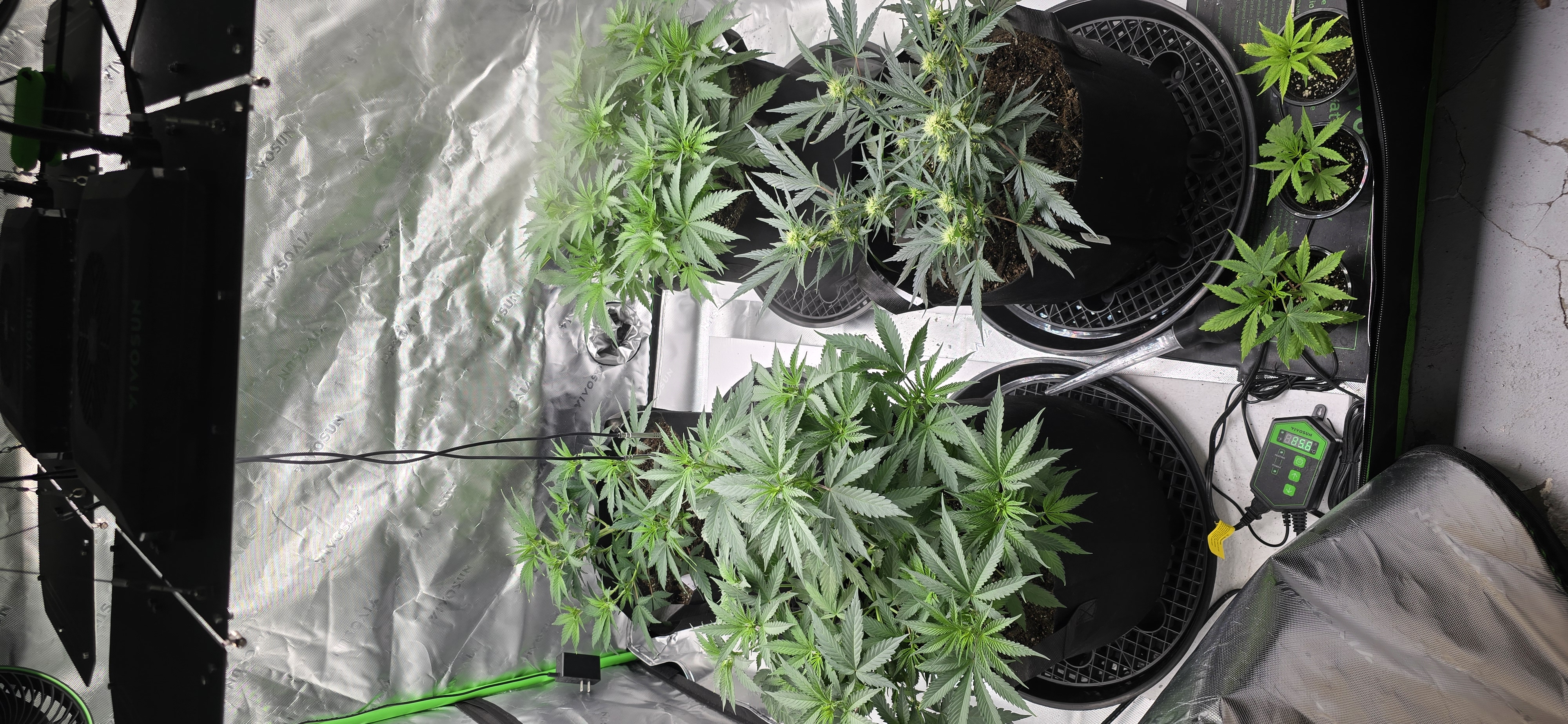 First grow - LCG(seed), GG#4(seed [possibly gorilla cookies]), Jack Hearer(clone) — vegetative, day 65