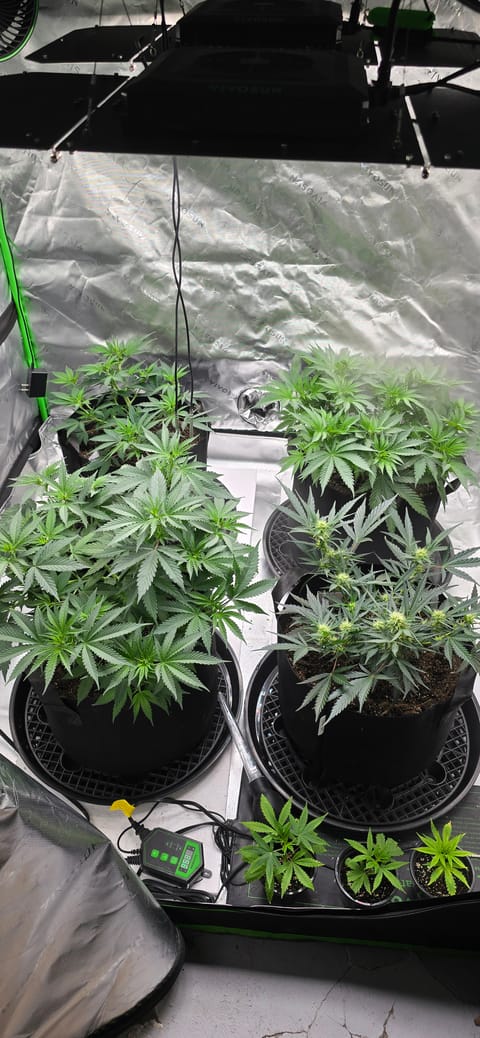 First grow - LCG(seed), GG#4(seed [possibly gorilla cookies]), Jack Hearer(clone) — vegetative, day 65