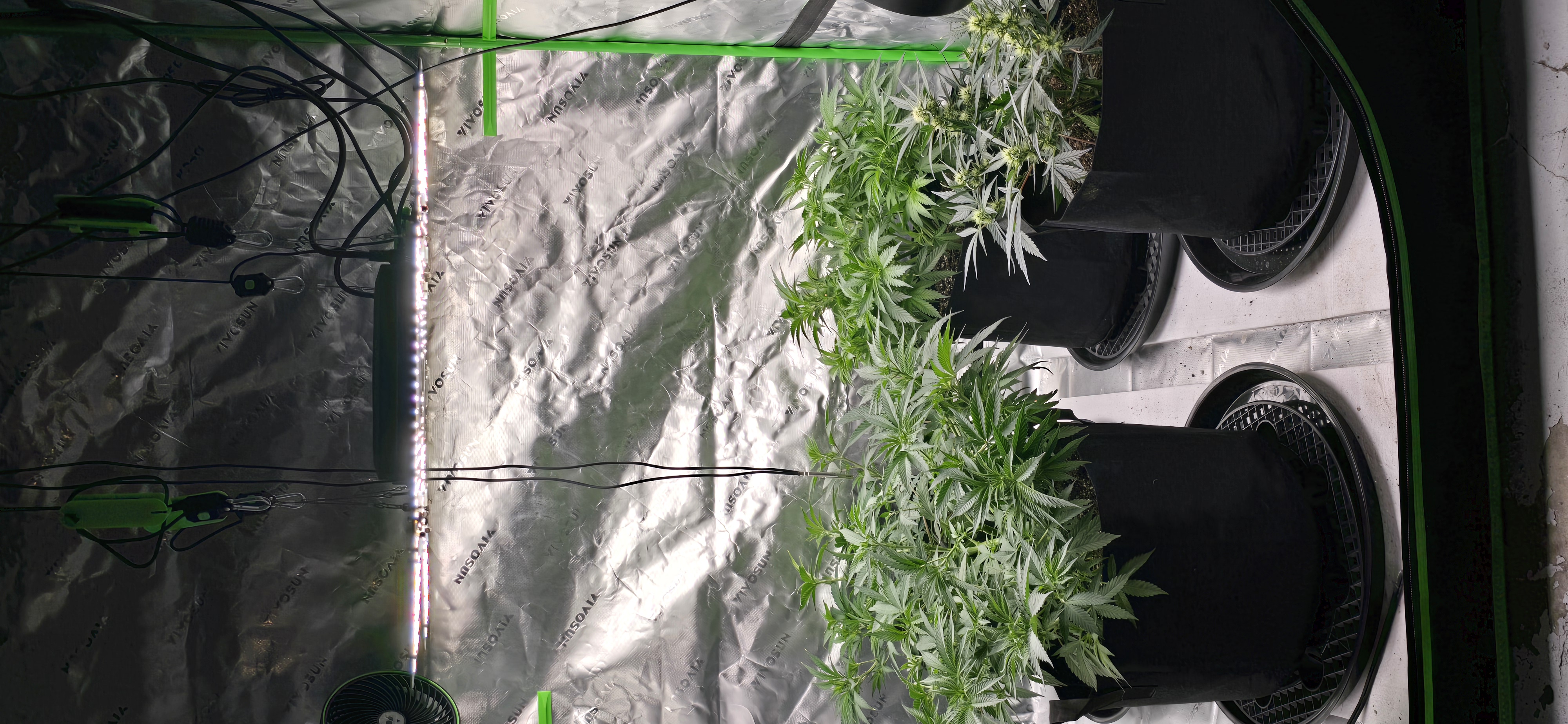 First grow - LCG(seed), GG#4(seed [possibly gorilla cookies]), Jack Hearer(clone) — vegetative, day 67