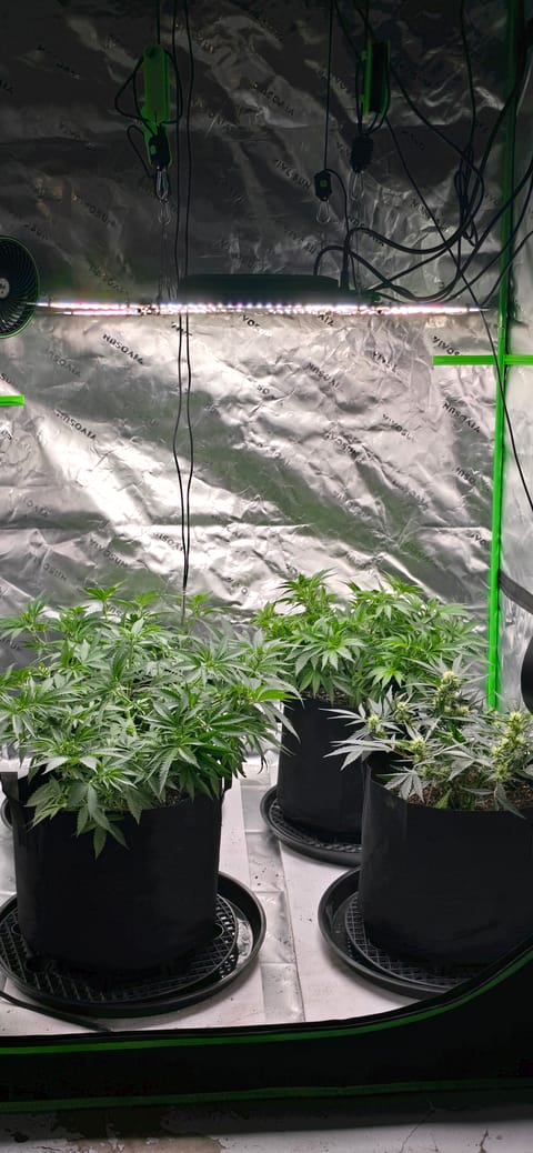 First grow - LCG(seed), GG#4(seed [possibly gorilla cookies]), Jack Hearer(clone) — vegetative, day 67