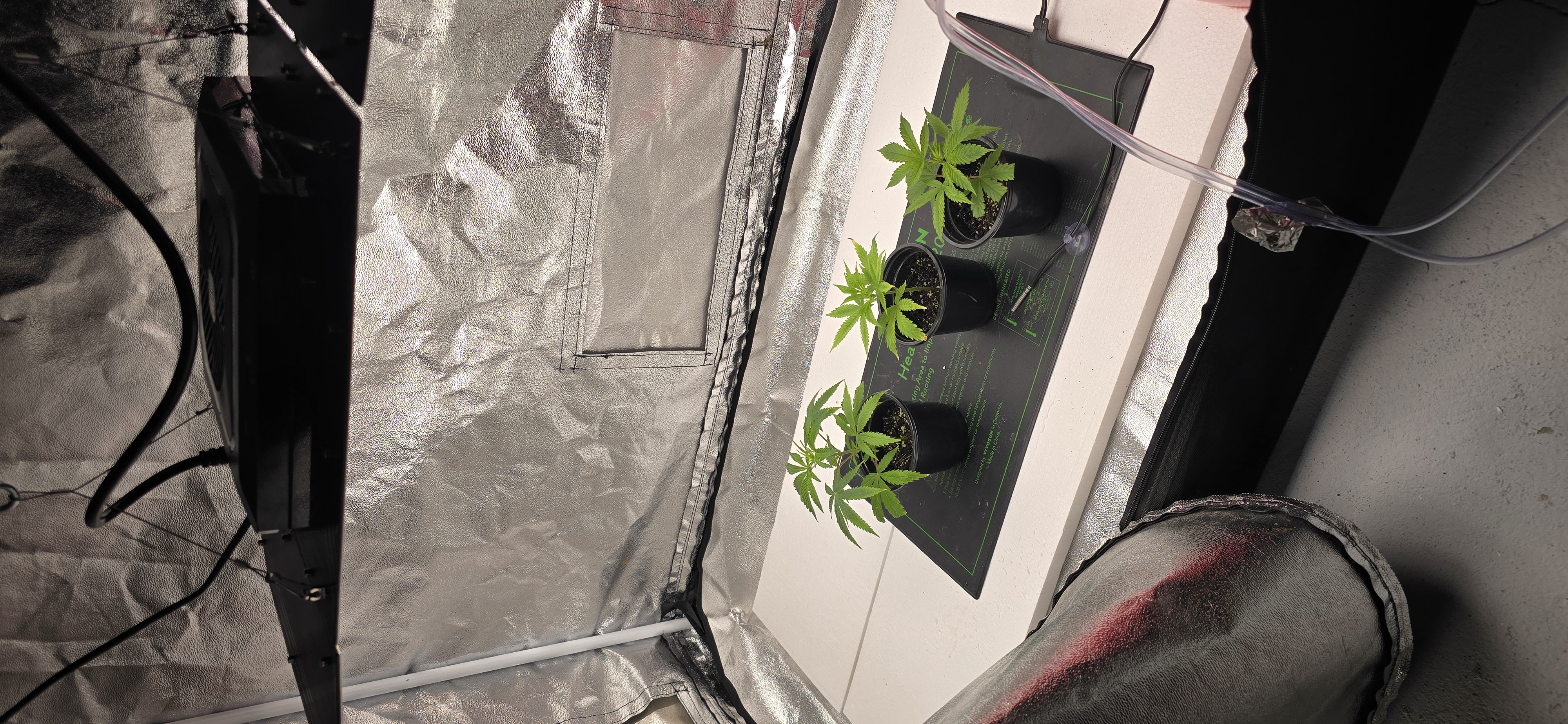 First grow - LCG(seed), GG#4(seed [possibly gorilla cookies]), Jack Hearer(clone) — vegetative, day 67