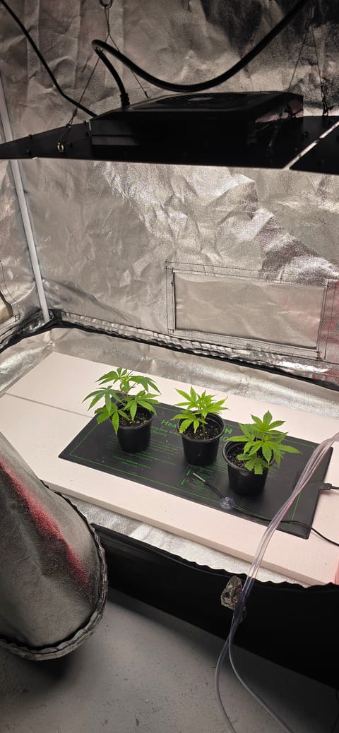 First grow - LCG(seed), GG#4(seed [possibly gorilla cookies]), Jack Hearer(clone) — vegetative, day 67