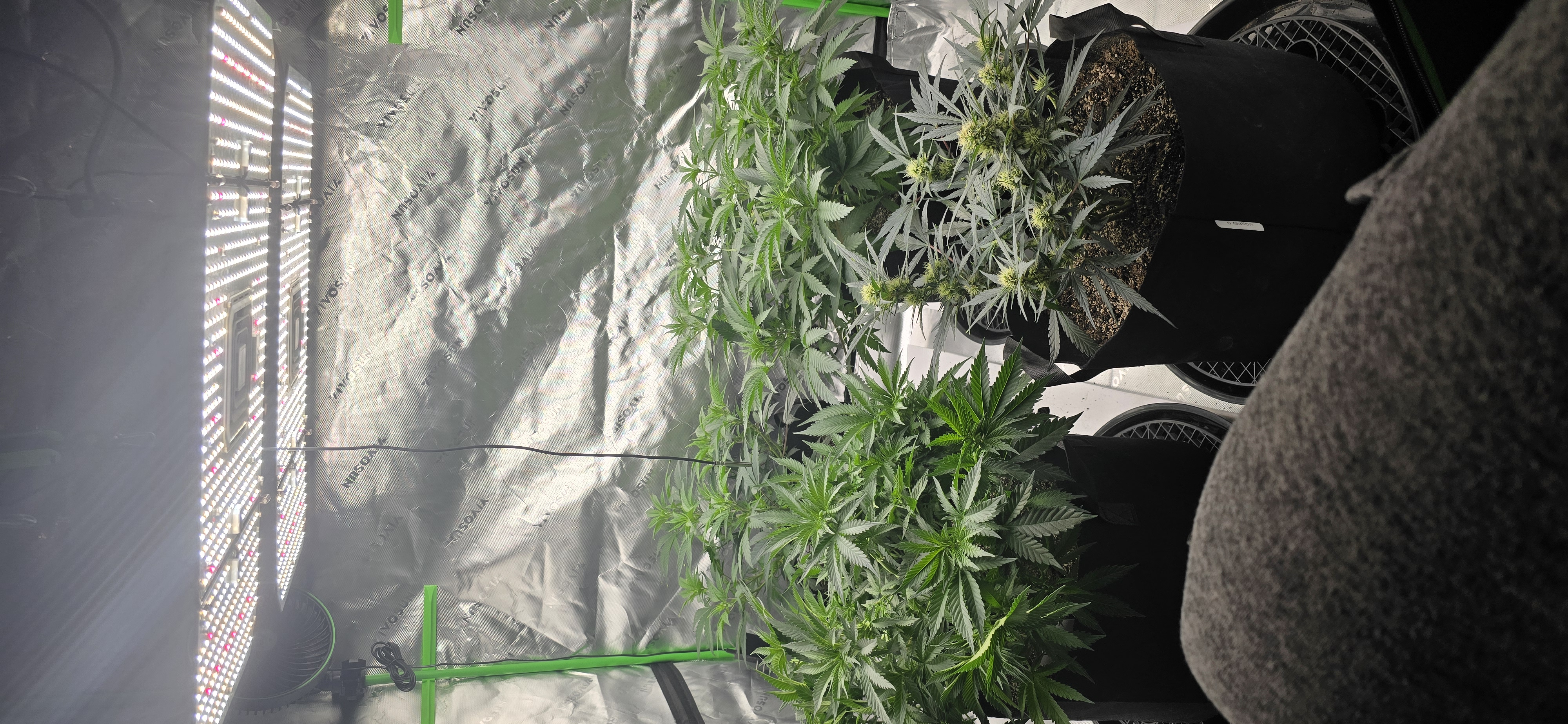First grow - LCG(seed), GG#4(seed [possibly gorilla cookies]), Jack Hearer(clone) — flower, day 69