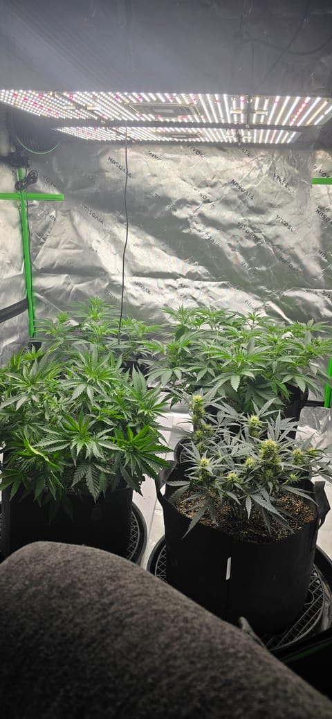 First grow - LCG(seed), GG#4(seed [possibly gorilla cookies]), Jack Hearer(clone) — flower, day 69