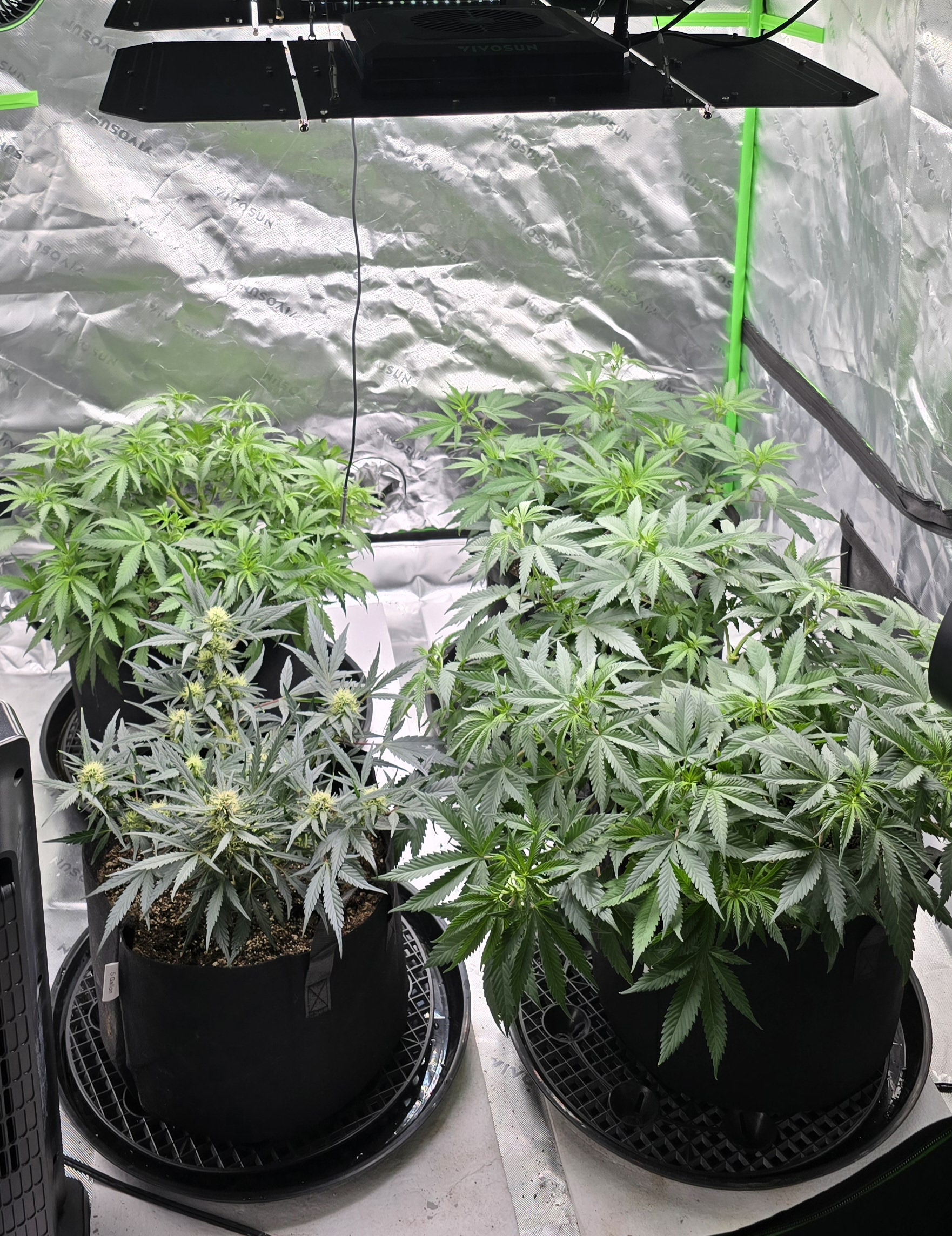 First grow - LCG(seed), GG#4(seed [possibly gorilla cookies]), Jack Hearer(clone) — flower, day 72