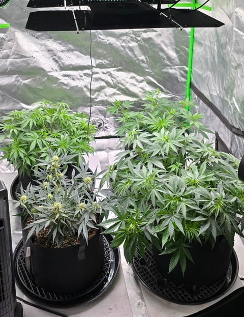 First grow - LCG(seed), GG#4(seed [possibly gorilla cookies]), Jack Hearer(clone) — flower, day 72