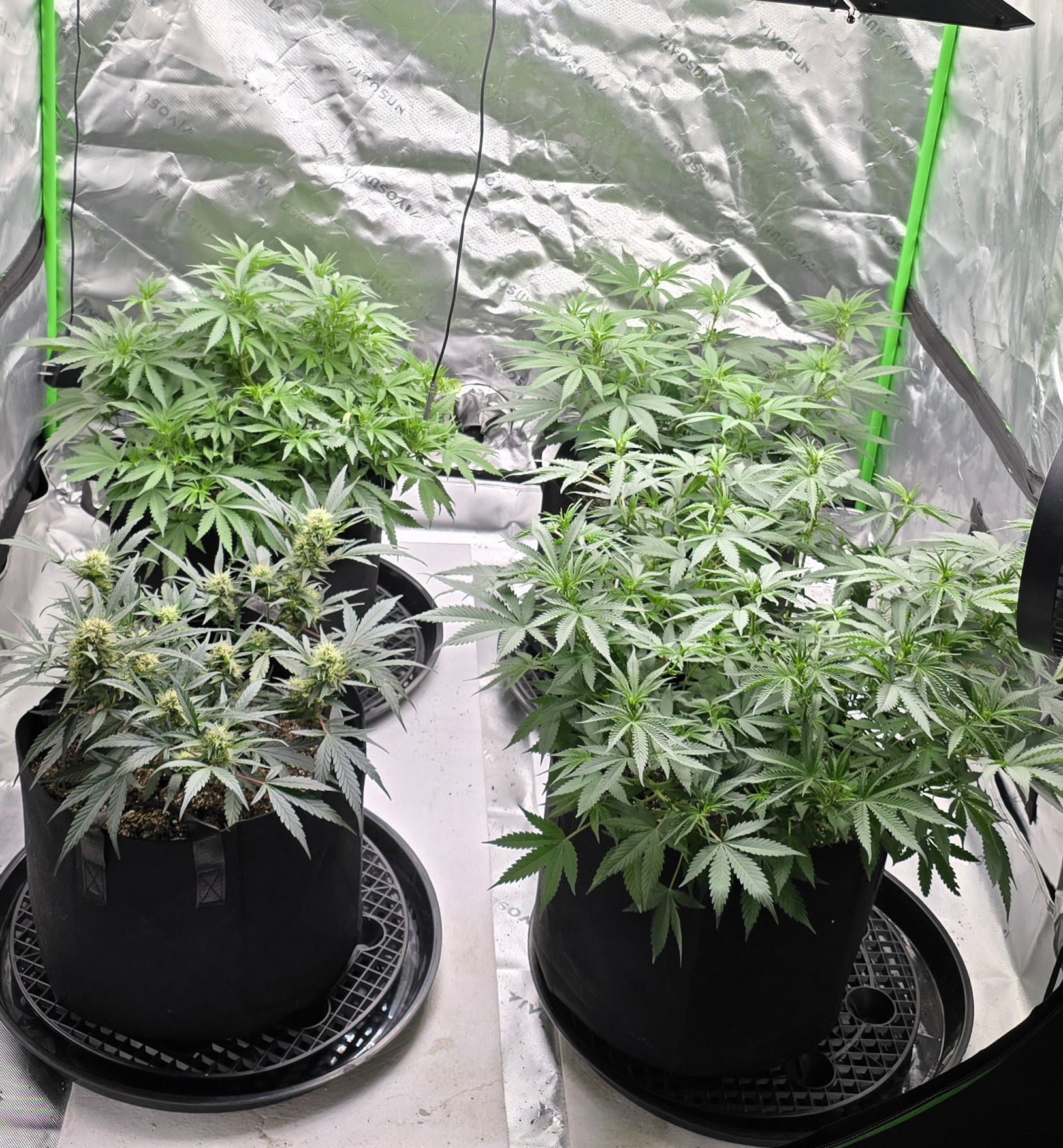 First grow - LCG(seed), GG#4(seed [possibly gorilla cookies]), Jack Hearer(clone) — flower, day 75