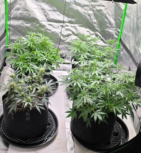 First grow - LCG(seed), GG#4(seed [possibly gorilla cookies]), Jack Hearer(clone) — flower, day 75
