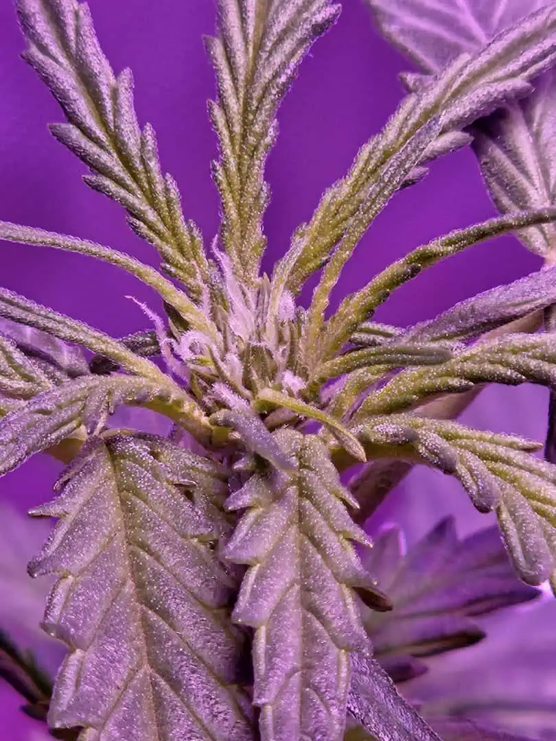 tiny tina — grow_setup, day 1