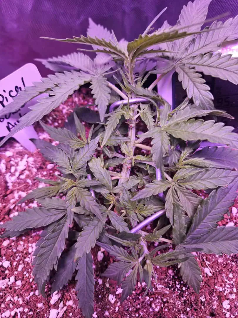 tiny tina — grow_setup, day 1