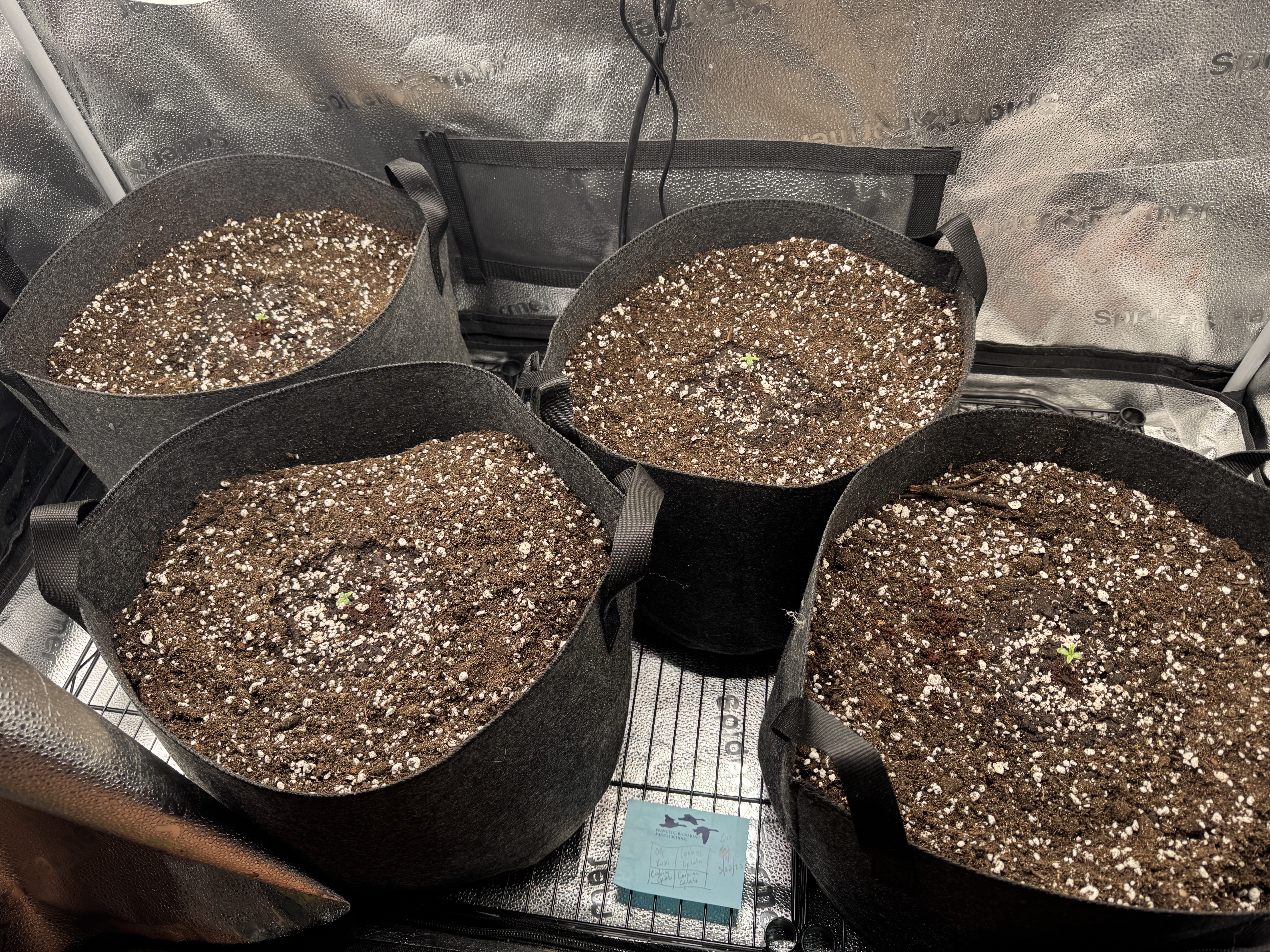 Garden of Weed’n 3.0 — seedling_rooting, day 4