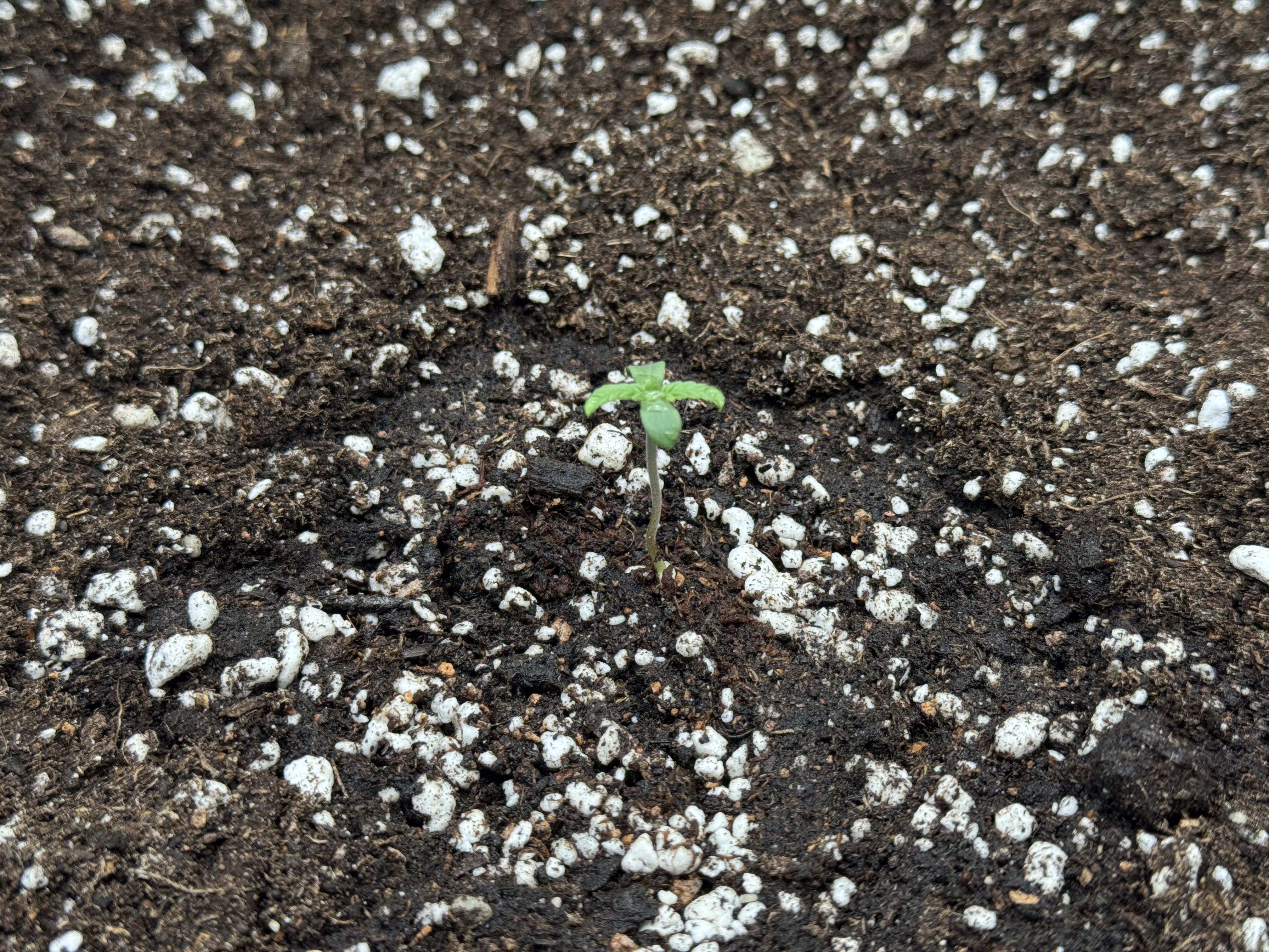 Garden of Weed’n 3.0 — seedling_rooting, day 4