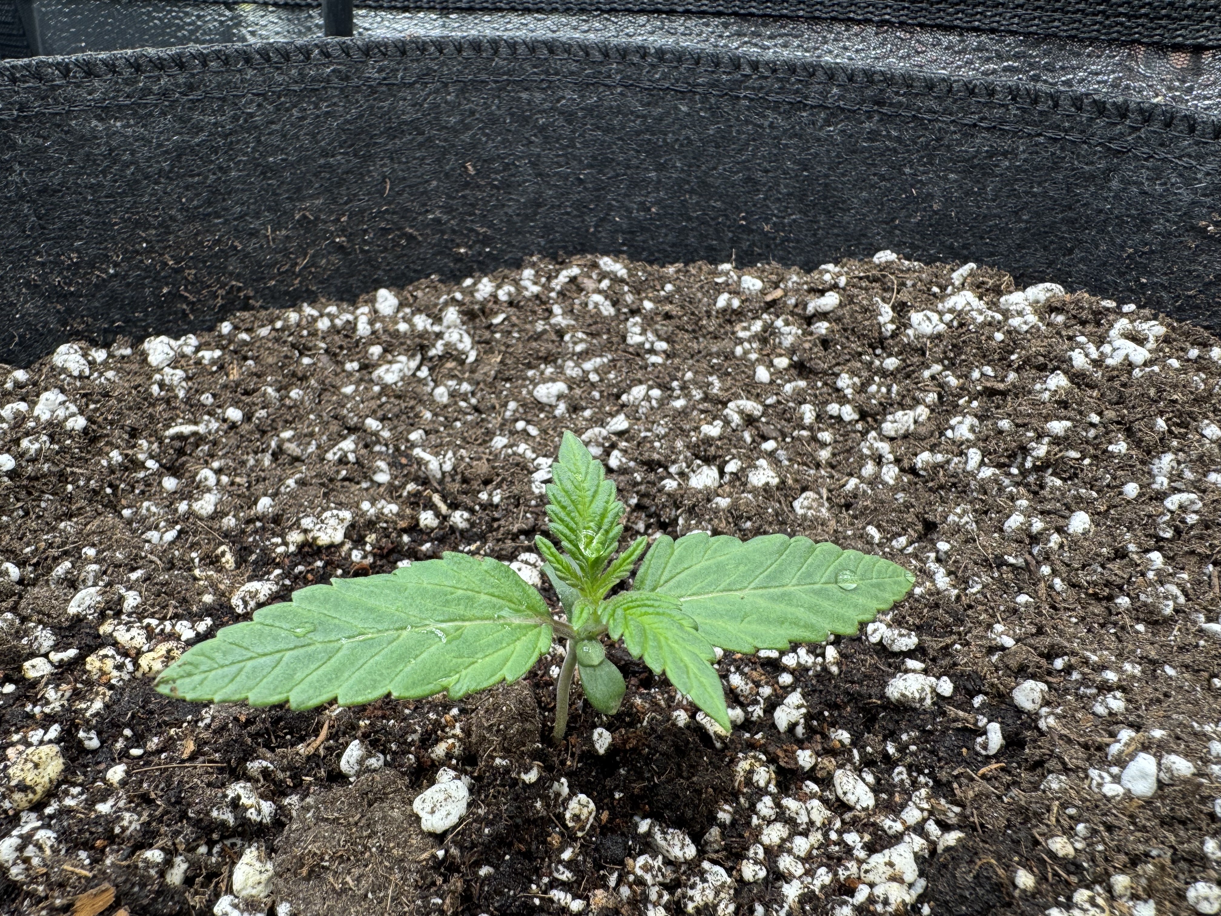 Garden of Weed’n 3.0 — vegetative, day 12