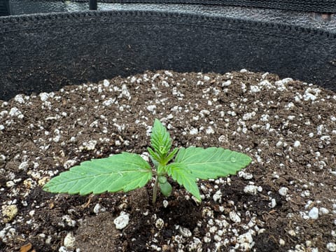 Garden of Weed’n 3.0 — vegetative, day 12